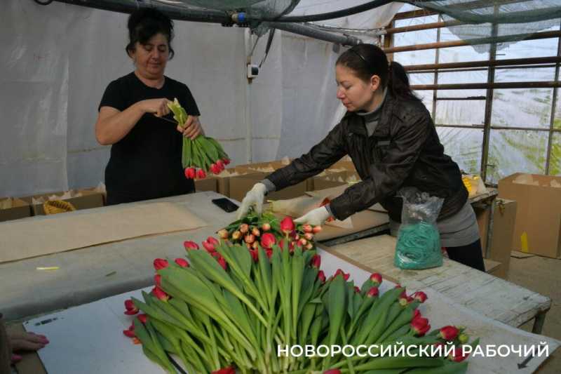 Фермер под Новороссийском к 8 Марта вырастил редчайший «аленький цветочек» и 300 тысяч тюльпанов