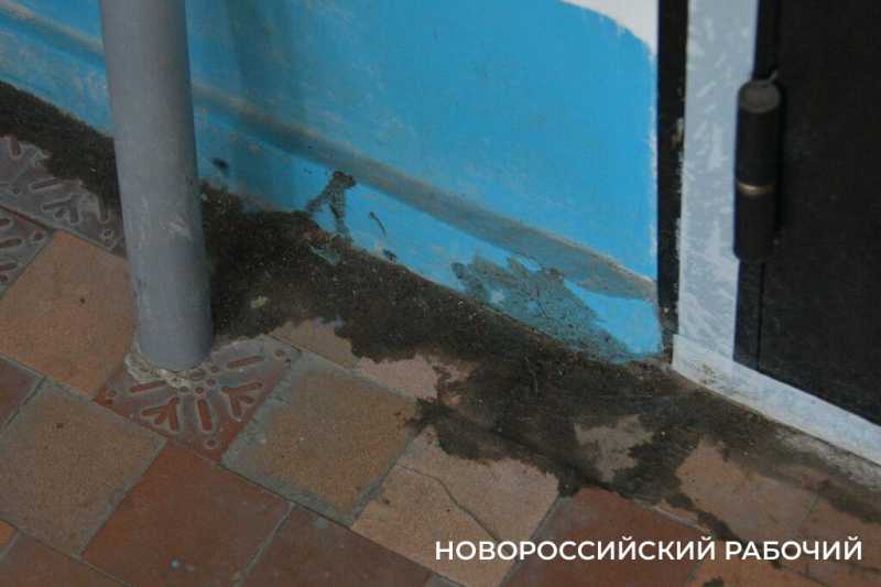 Кот ел кота, а тараканы сыпались с потолка. В Новороссийске не меньше 200 квартир, которые хозяева … по самые уши