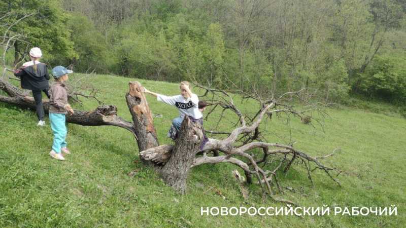 Куда в Новороссийске любителям тайн и леса сходить в выходные