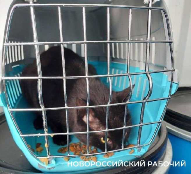 На контейнеровозе по пути в Новороссийск нашли нелегального «пассажира»