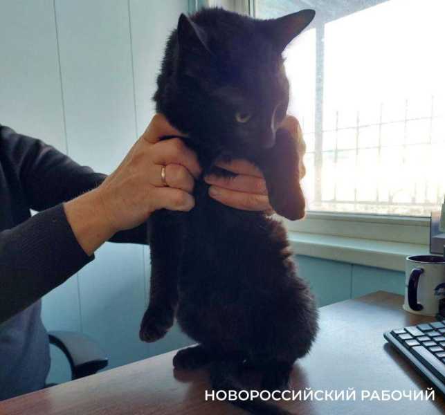 На контейнеровозе по пути в Новороссийск нашли нелегального «пассажира»