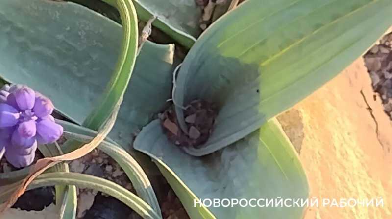 Под Новороссийском на месте выгоревшего реликтового леса проснулась жизнь