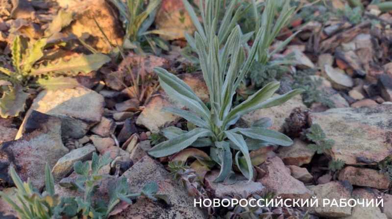 Под Новороссийском на месте выгоревшего реликтового леса проснулась жизнь