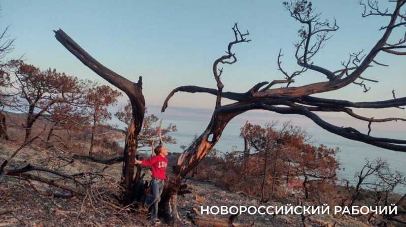Под Новороссийском на месте выгоревшего реликтового леса проснулась жизнь