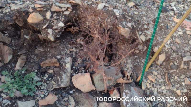 Под Новороссийском на месте выгоревшего реликтового леса проснулась жизнь
