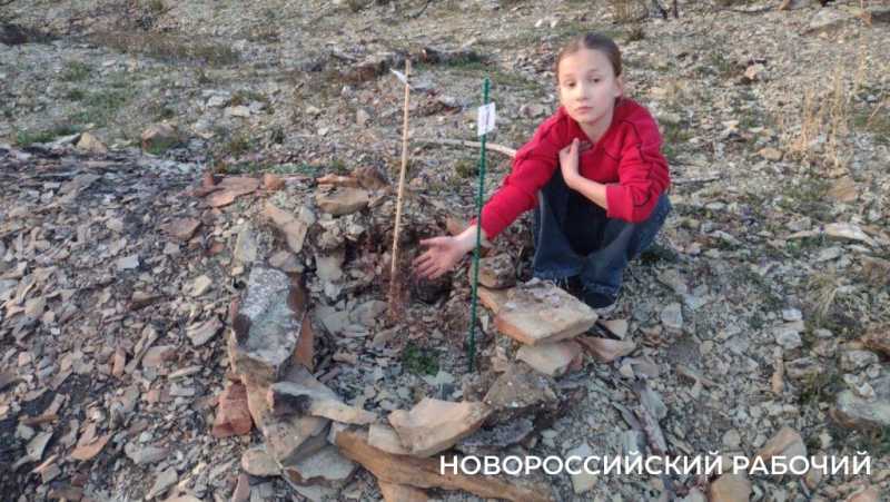Под Новороссийском на месте выгоревшего реликтового леса проснулась жизнь