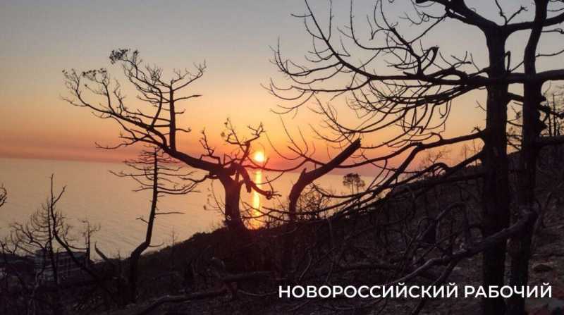 Под Новороссийском на месте выгоревшего реликтового леса проснулась жизнь