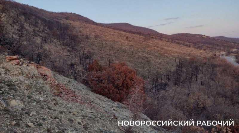 Под Новороссийском на месте выгоревшего реликтового леса проснулась жизнь