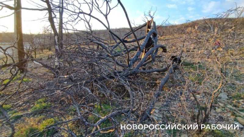 Под Новороссийском на месте выгоревшего реликтового леса проснулась жизнь