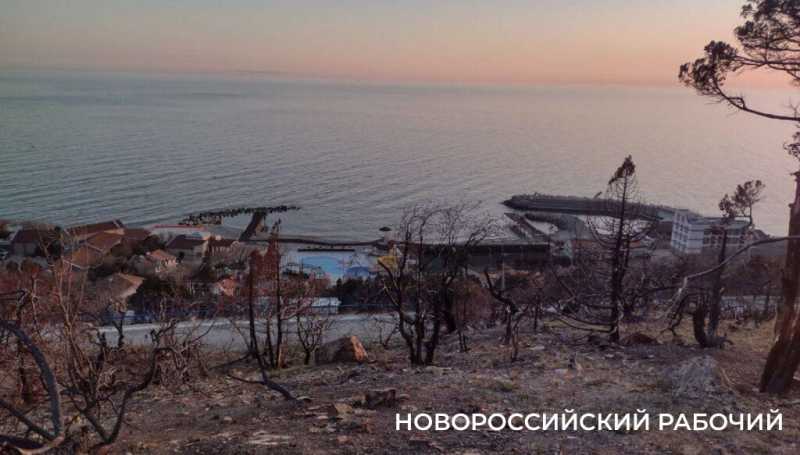 Под Новороссийском на месте выгоревшего реликтового леса проснулась жизнь