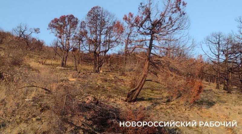 Под Новороссийском на месте выгоревшего реликтового леса проснулась жизнь
