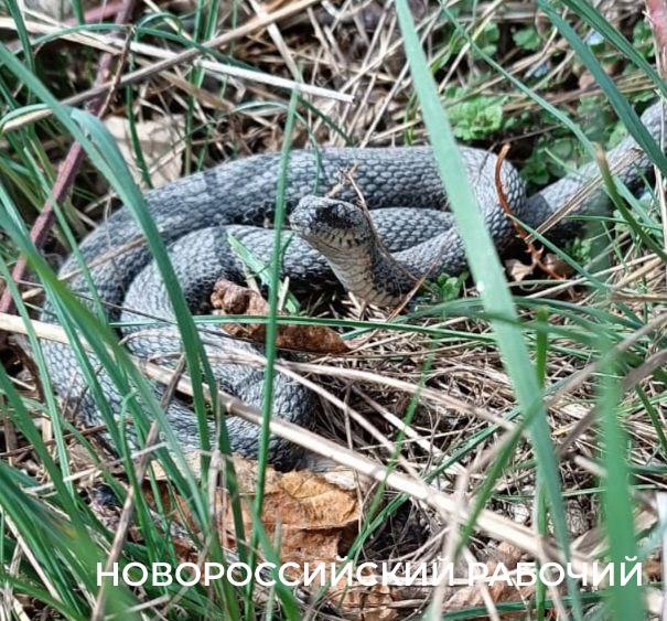 В Новороссийске активизировались гады —  не надо к ним приставать!