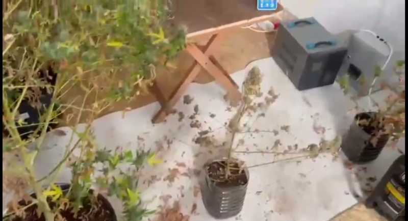 В Новороссийске будут судить агронаркомана