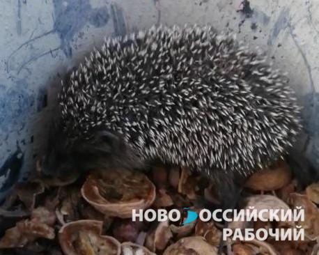 В Новороссийске ежики проснулись и пошли по улицам города