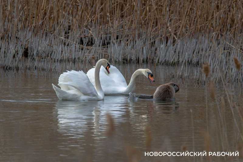 В Новороссийске лебеди прогнали «капибару»