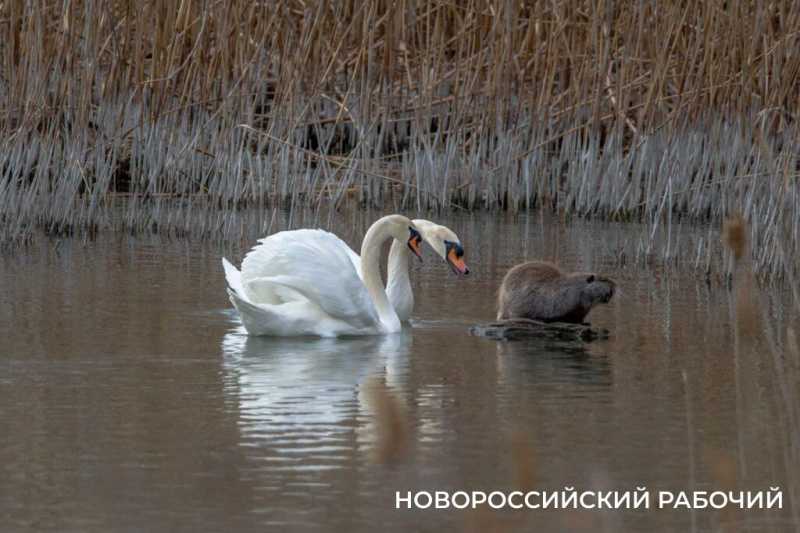 В Новороссийске лебеди прогнали «капибару»
