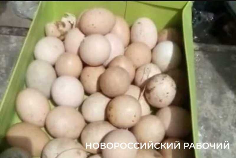 В Новороссийске на чердаках частных домов стали появляться загадочные кладки яиц
