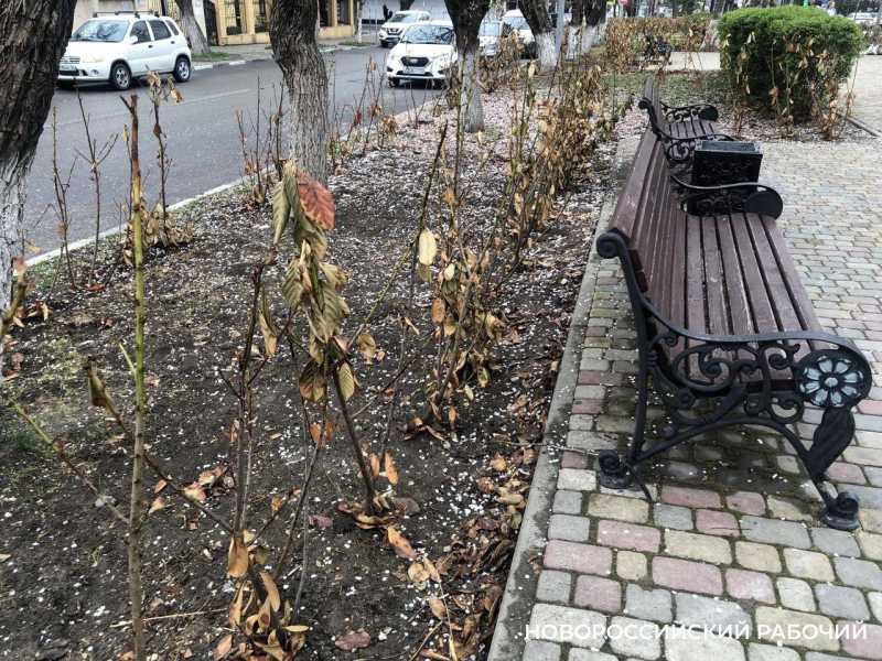 В Новороссийске начали спасать кустарники в сквере Брежнева