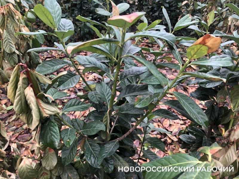 В Новороссийске начали спасать кустарники в сквере Брежнева