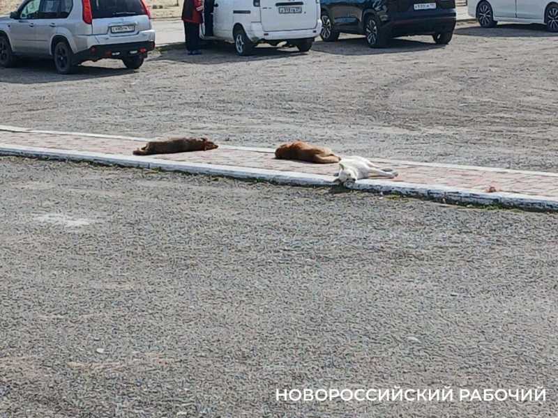 В Новороссийске открыли сезон пикников на берегу моря