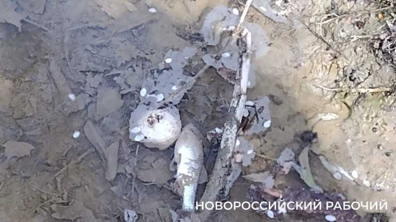 В Новороссийске после попадания стоков с горящего мусорного полигона погибла рыба в речке Озерейке