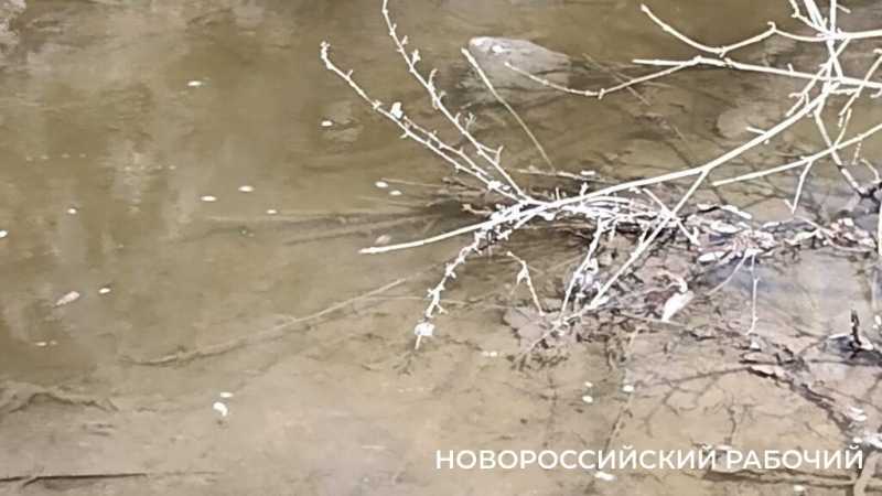 В Новороссийске после попадания стоков с горящего мусорного полигона погибла рыба в речке Озерейке