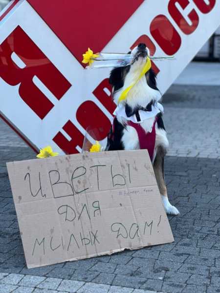 В Новороссийске с 8 Марта женщин от души поздравил милый пес Руф!