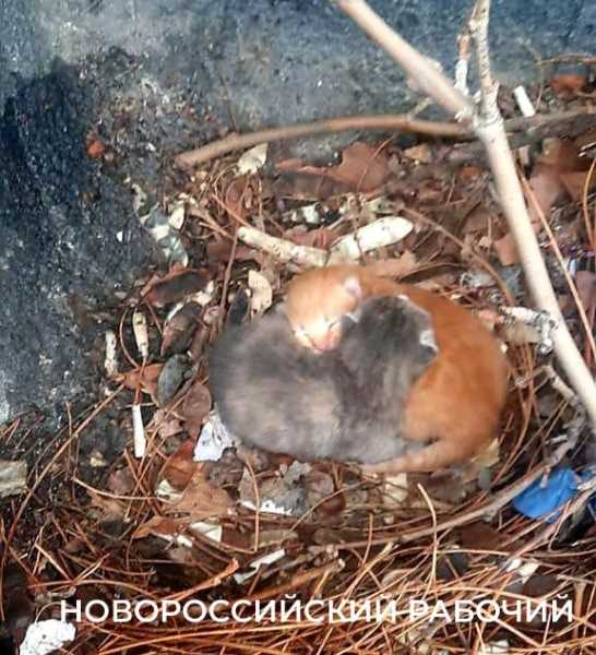 В Новороссийске спасатели достали с крыши котят, а собаку из колодца