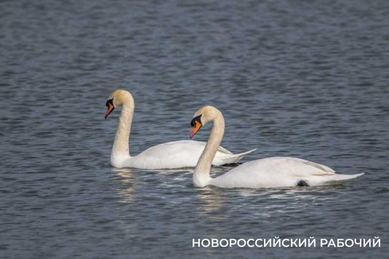 В Новороссийске у птиц «конфетно-букетный» период