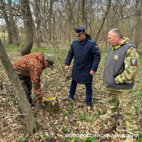 В Новороссийске задержали «черного лесоруба»