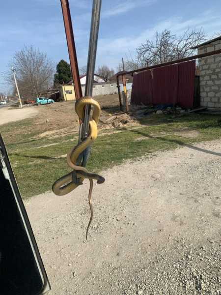 В Новороссийске змеи пригрелись на солнышке и полезли в дома