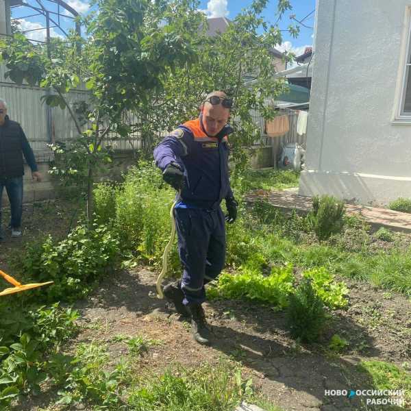 В Новороссийске змеи пригрелись на солнышке и полезли в дома