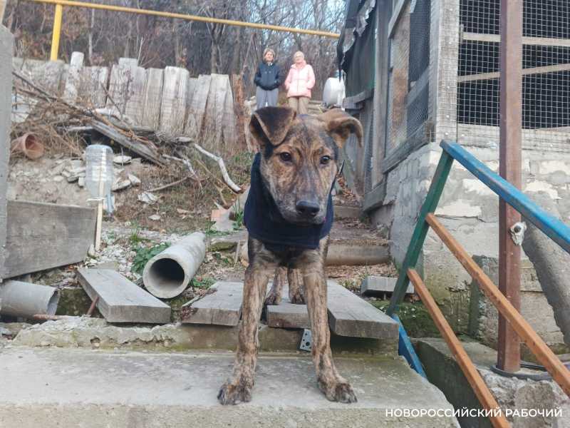 Вернут ли в Новороссийске отстрел бездомных животных?