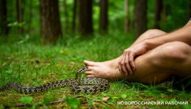 Змеи вылезают посмотреть на весну. Что делать, если укусила гадюка