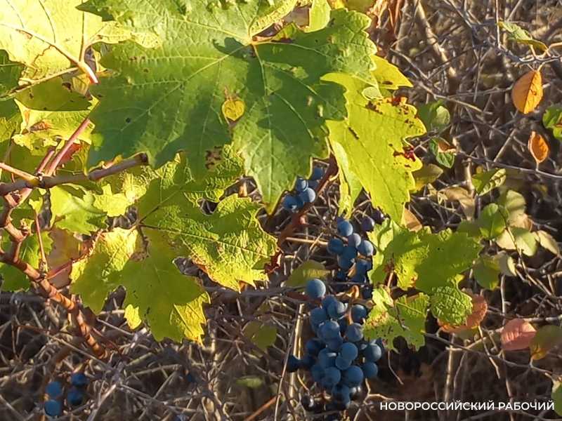 Администрация Новороссийска выиграла &ndash; суд оставил 112 гектарам земли статус &laquo;виноградопригодных&raquo;