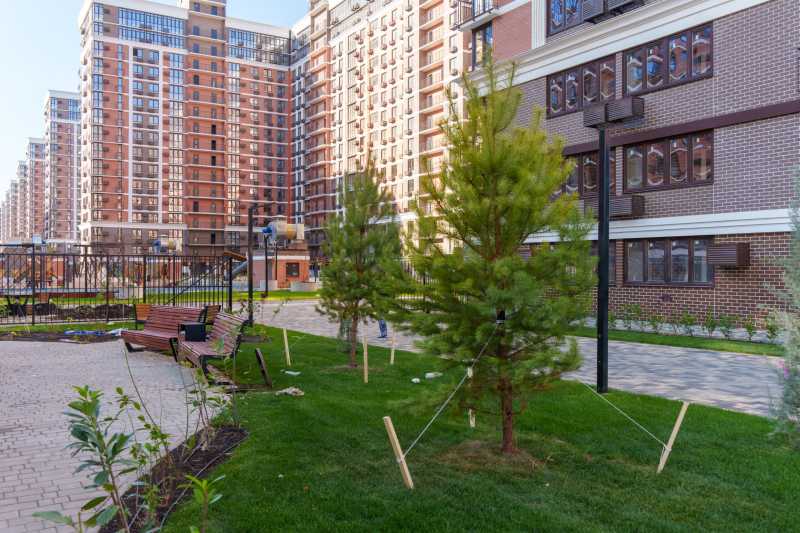 DOGMA высадила более 700 деревьев в микрорайоне «Самолет»