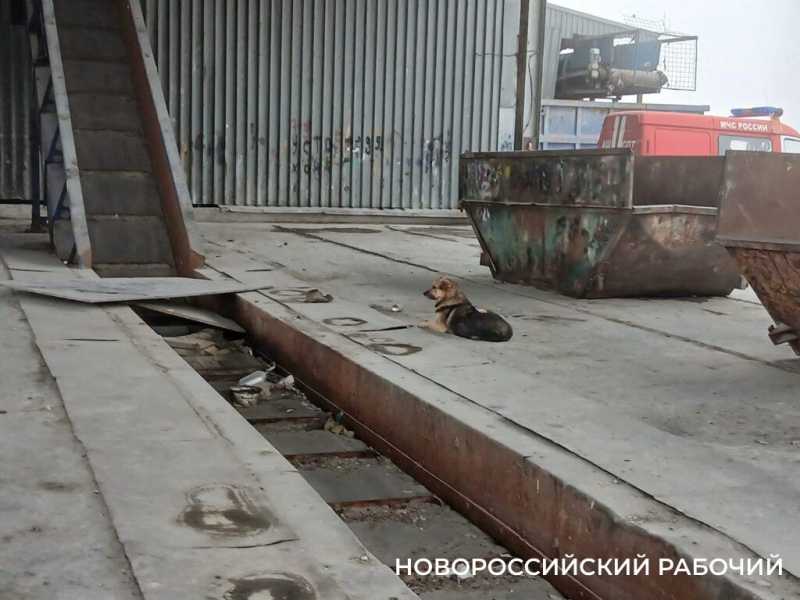 На мусорном полигоне в Новороссийске заработала сортировка