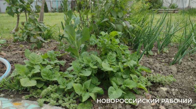 «Огород из очисток» – это реально. В Новороссийске случайный эксперимент закончился новыми грядками