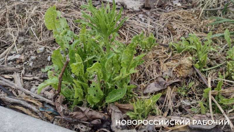 «Огород из очисток» – это реально. В Новороссийске случайный эксперимент закончился новыми грядками