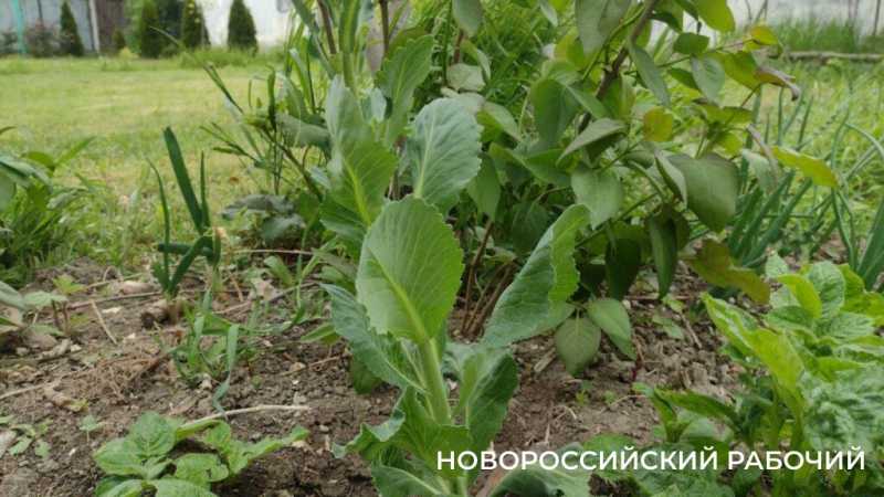 «Огород из очисток» – это реально. В Новороссийске случайный эксперимент закончился новыми грядками