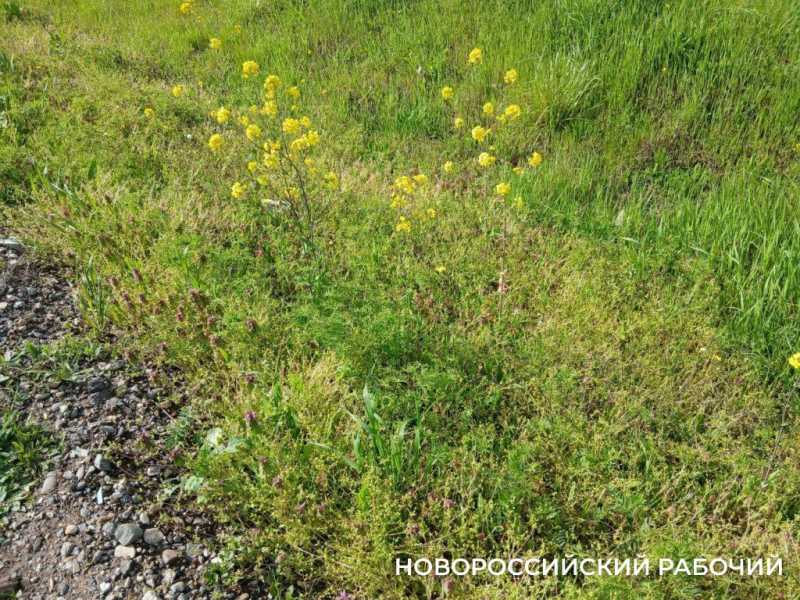 По дороге в Новороссийск появились желто-зеленые локации для фотосессий