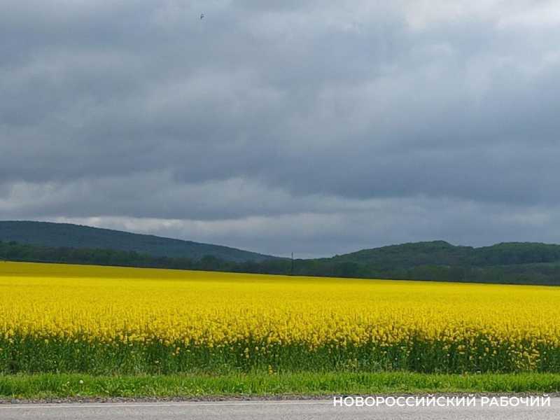 По дороге в Новороссийск появились желто-зеленые локации для фотосессий