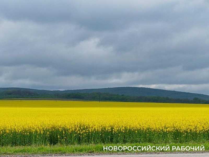 По дороге в Новороссийск появились желто-зеленые локации для фотосессий