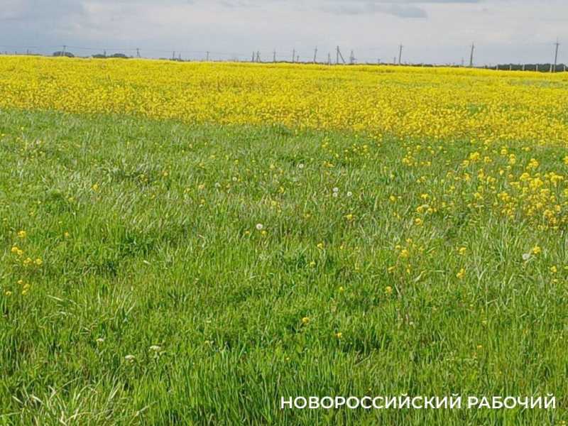 По дороге в Новороссийск появились желто-зеленые локации для фотосессий