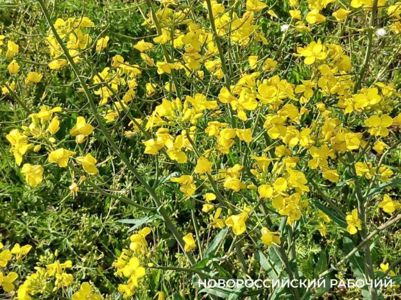 По дороге в Новороссийск появились желто-зеленые локации для фотосессий