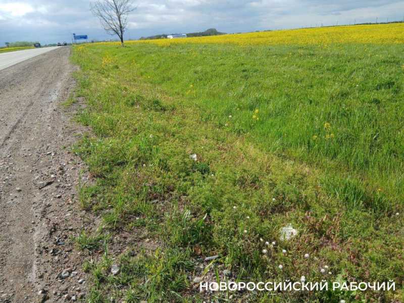 По дороге в Новороссийск появились желто-зеленые локации для фотосессий