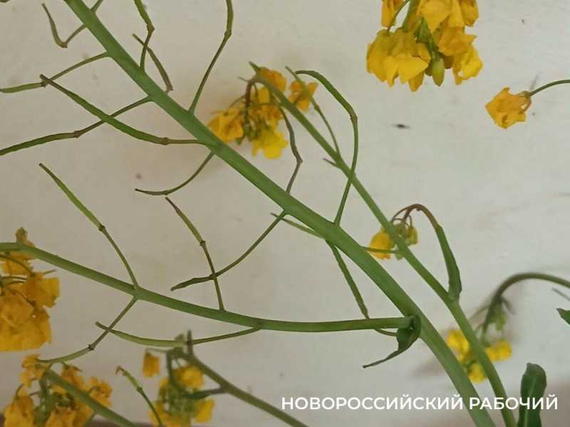 По дороге в Новороссийск появились желто-зеленые локации для фотосессий