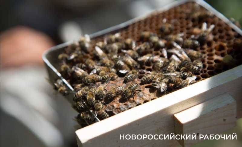 В Новороссийске фиксируют массовую гибель пчел