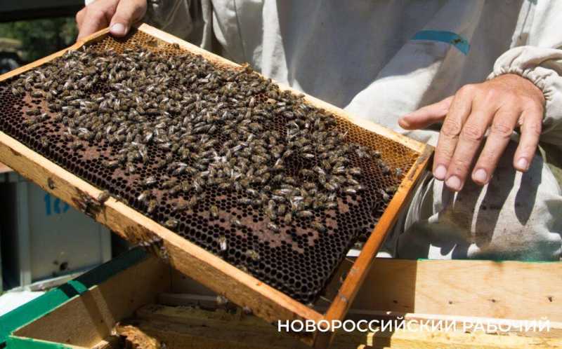 В Новороссийске фиксируют массовую гибель пчел