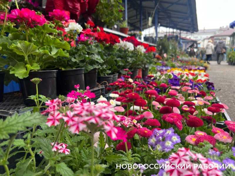 В Новороссийске началось цветение тюльпанов